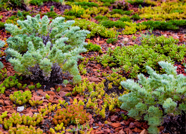 Dachbegrünung