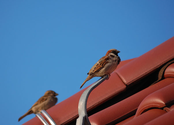 Inova Flachdach GbmH - Über uns